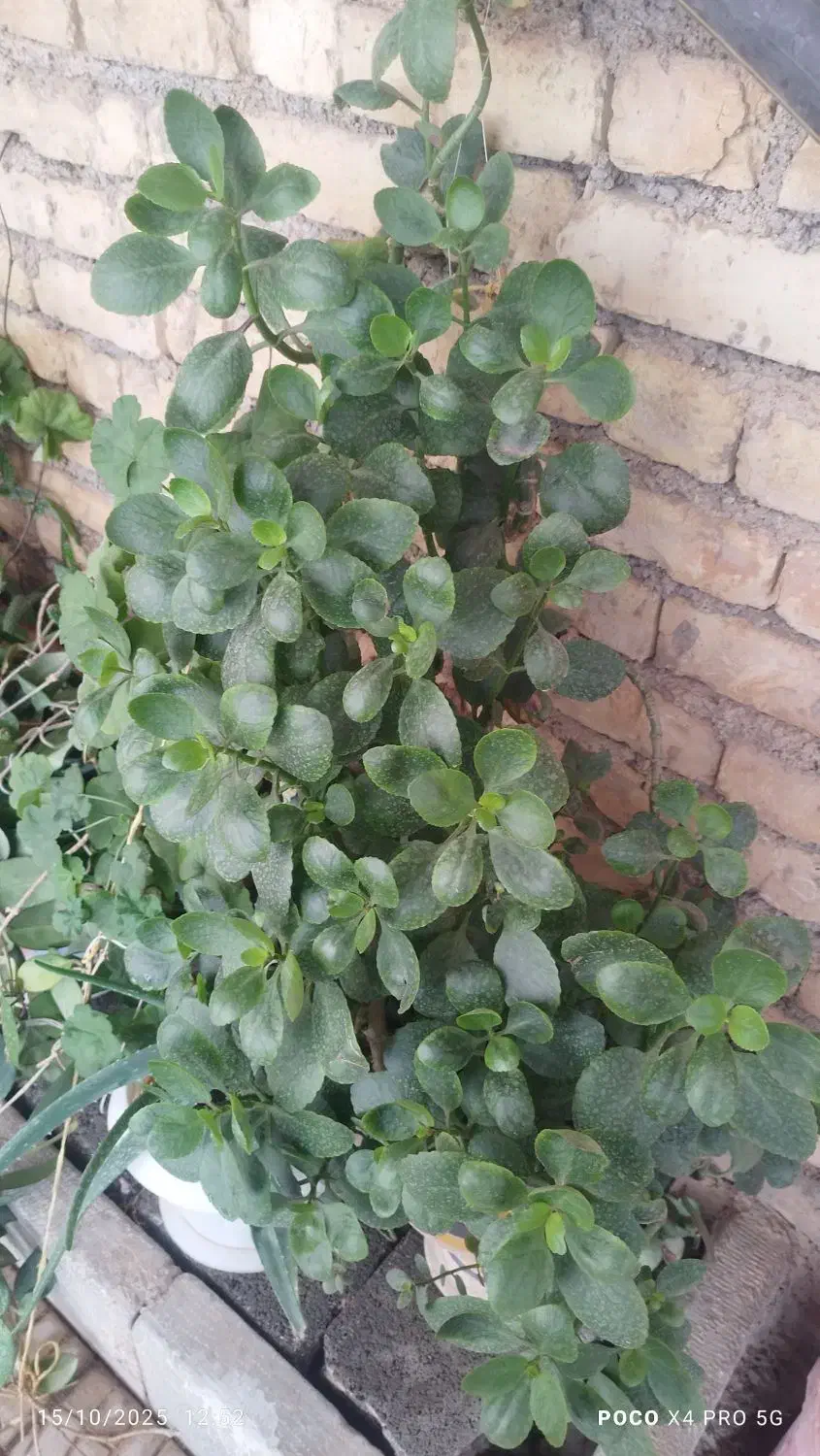 گل طبیعی|گل و گیاه طبیعی|لردگان, |دیوار