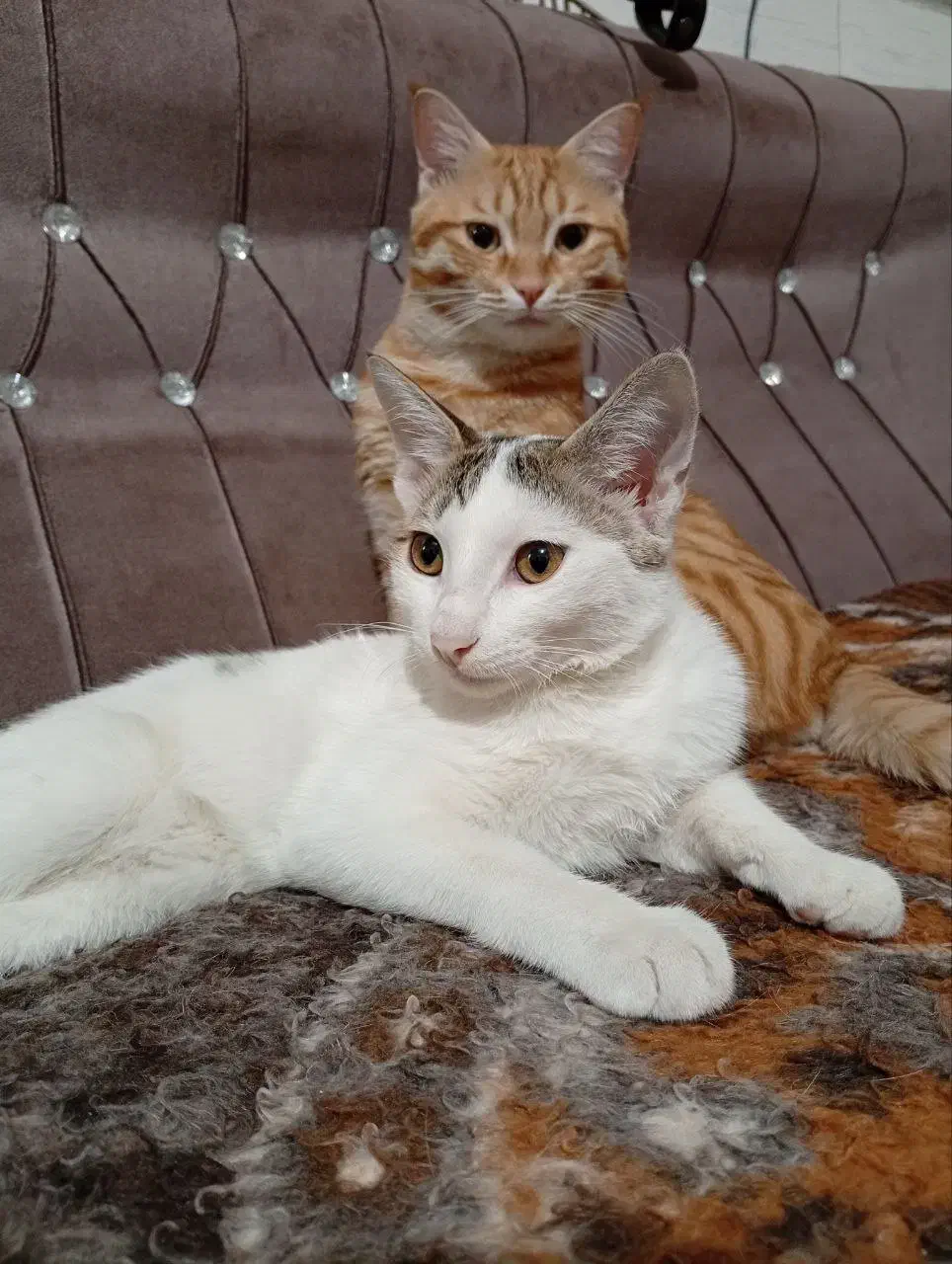 واگذاری گربه|گربه|ساوه, |دیوار