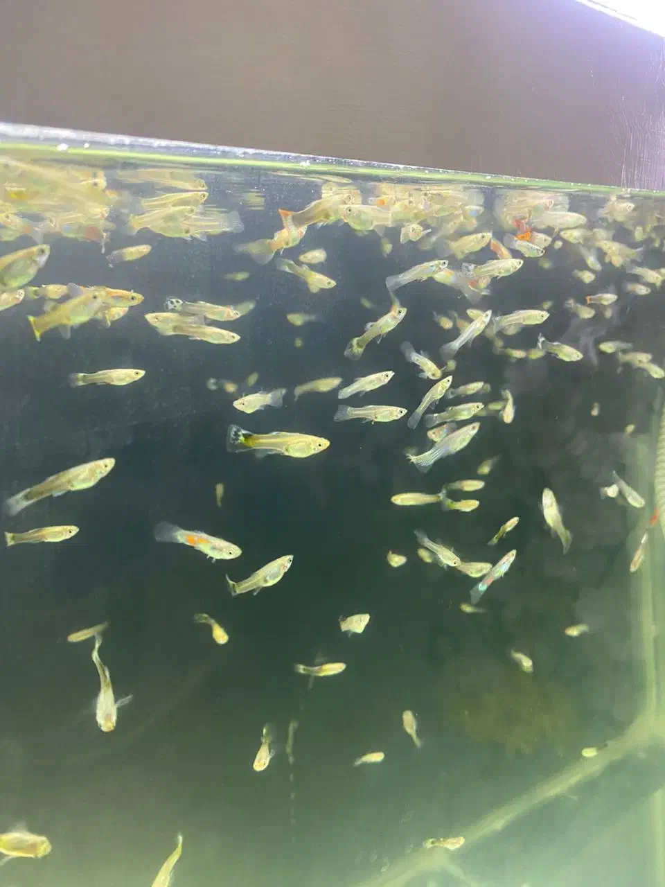 گوپی دونه ده تومن|ماهی|هشتگرد, فاز ۳ مهستان|دیوار