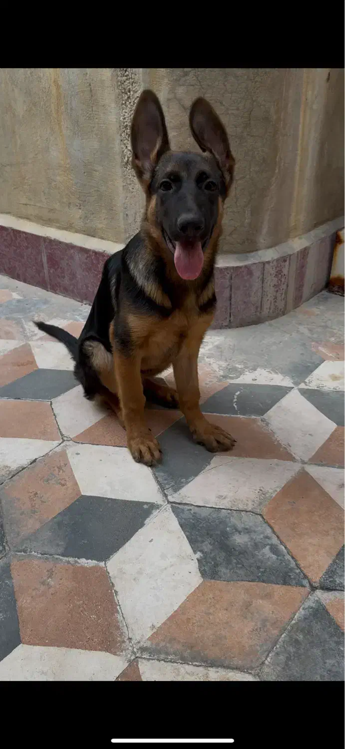 واگذاری توله ژرمن مو کوتاه|سگ|بوشهر, |دیوار