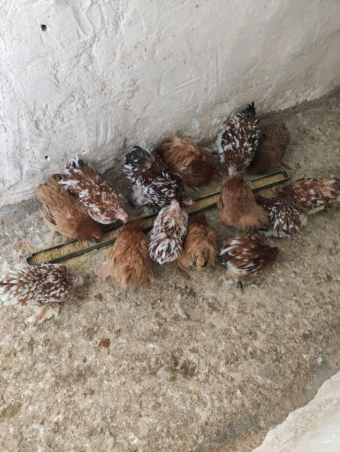 جوجه کوشین از بهترین نژاد|حیوانات مزرعه|تربت جام, فاز ۱ فرهنگیان|دیوار