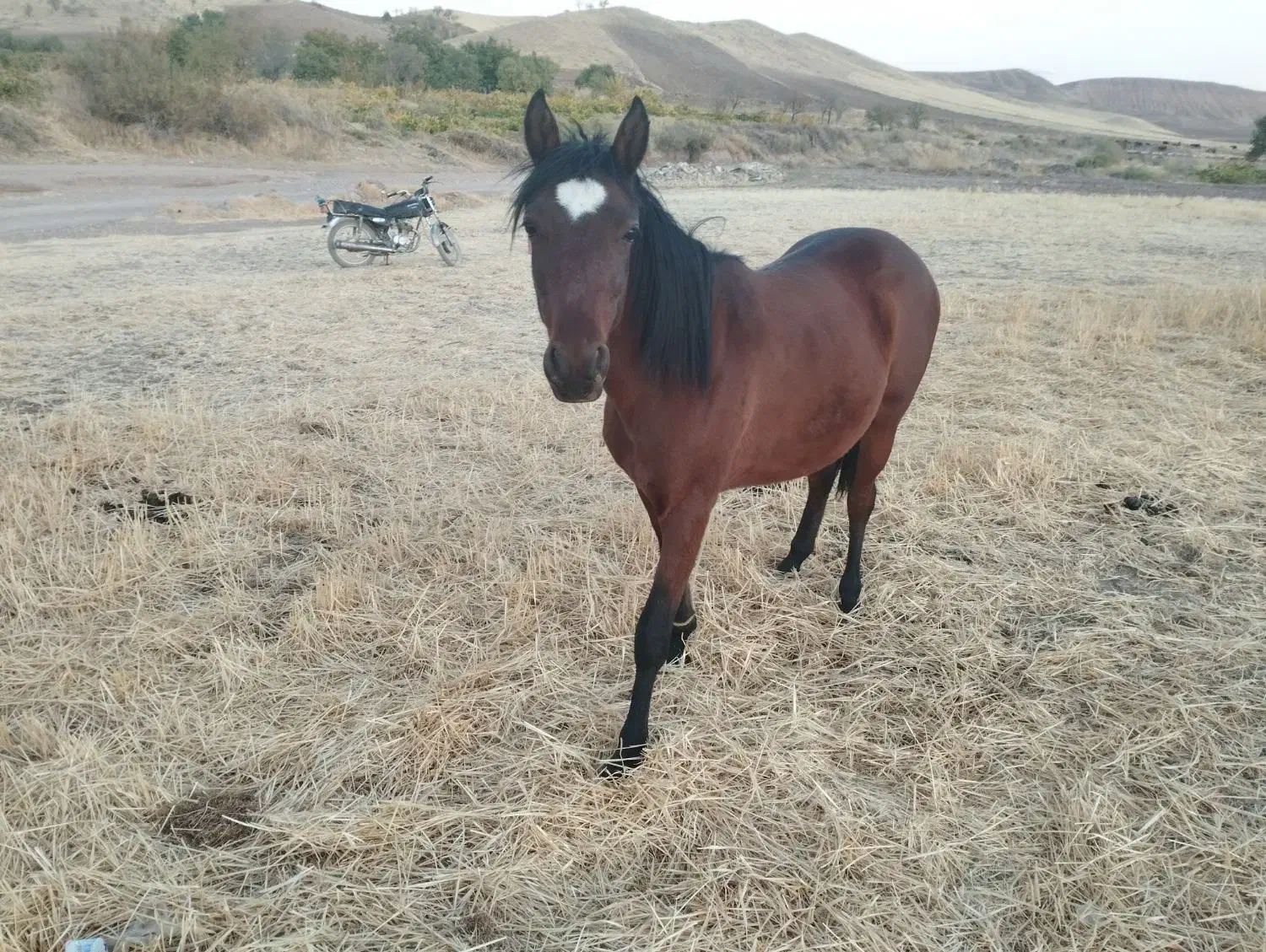 کره نریان 17ماه یک راس مادیان کرد4ساله|اسب و تجهیزات اسبسواری|حلب, |دیوار
