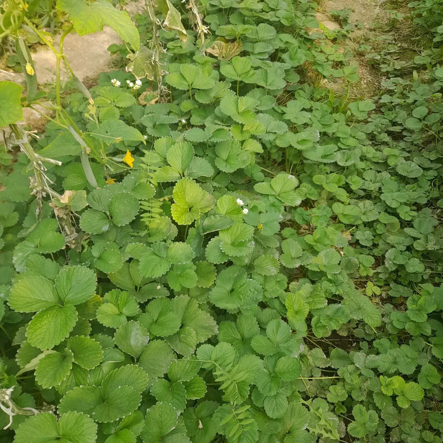 فروش نشای انواع توت فرنگی پاروس چهارفصل کاروسا|خدمات باغبانی و درختکاری|مشگین شهر, |دیوار