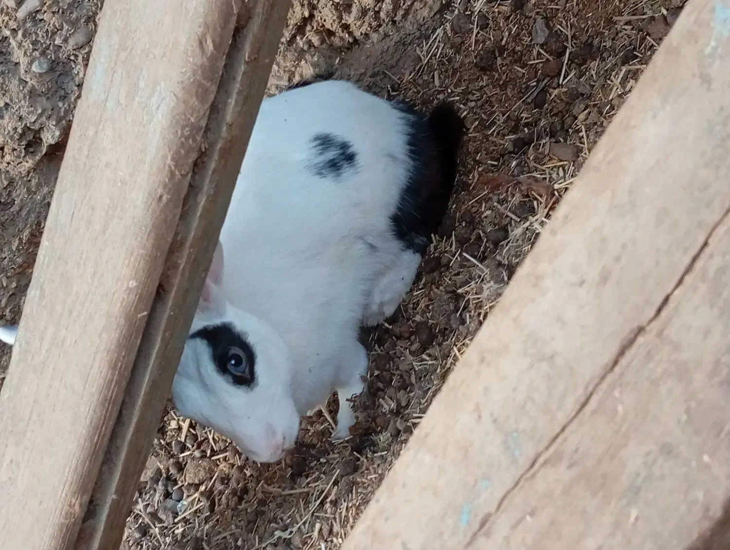 خرگوش|موش و خرگوش|زابل, |دیوار