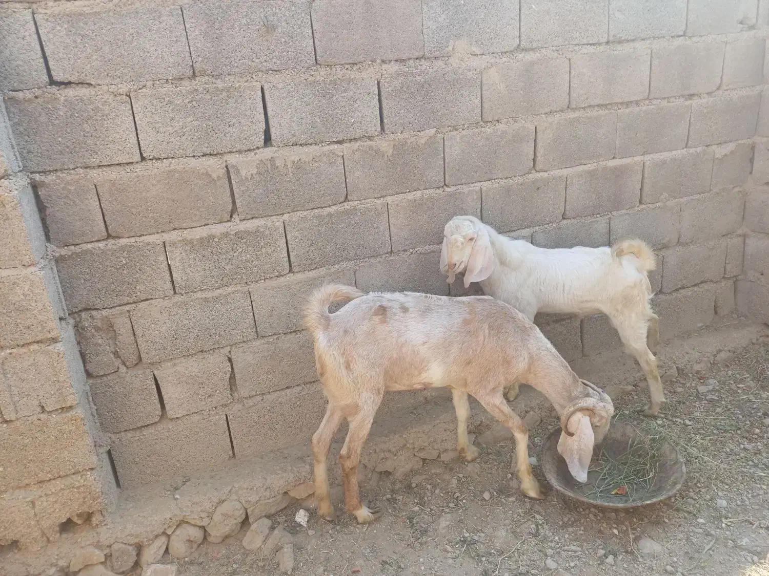 بز و کهره نر. بردخون|حیوانات مزرعه|بندر کنگان, |دیوار