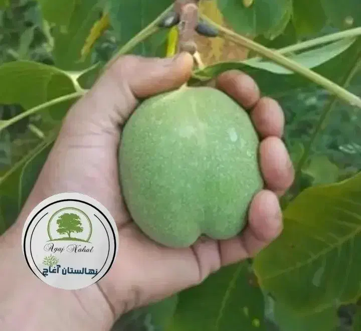 نهال گردو ژنو نهالستان آغاج|گل و گیاه طبیعی|میاندوآب, |دیوار