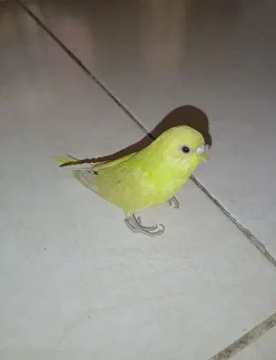 مرغ عشق سرامیکی|پرنده|ری, دیلمان|دیوار