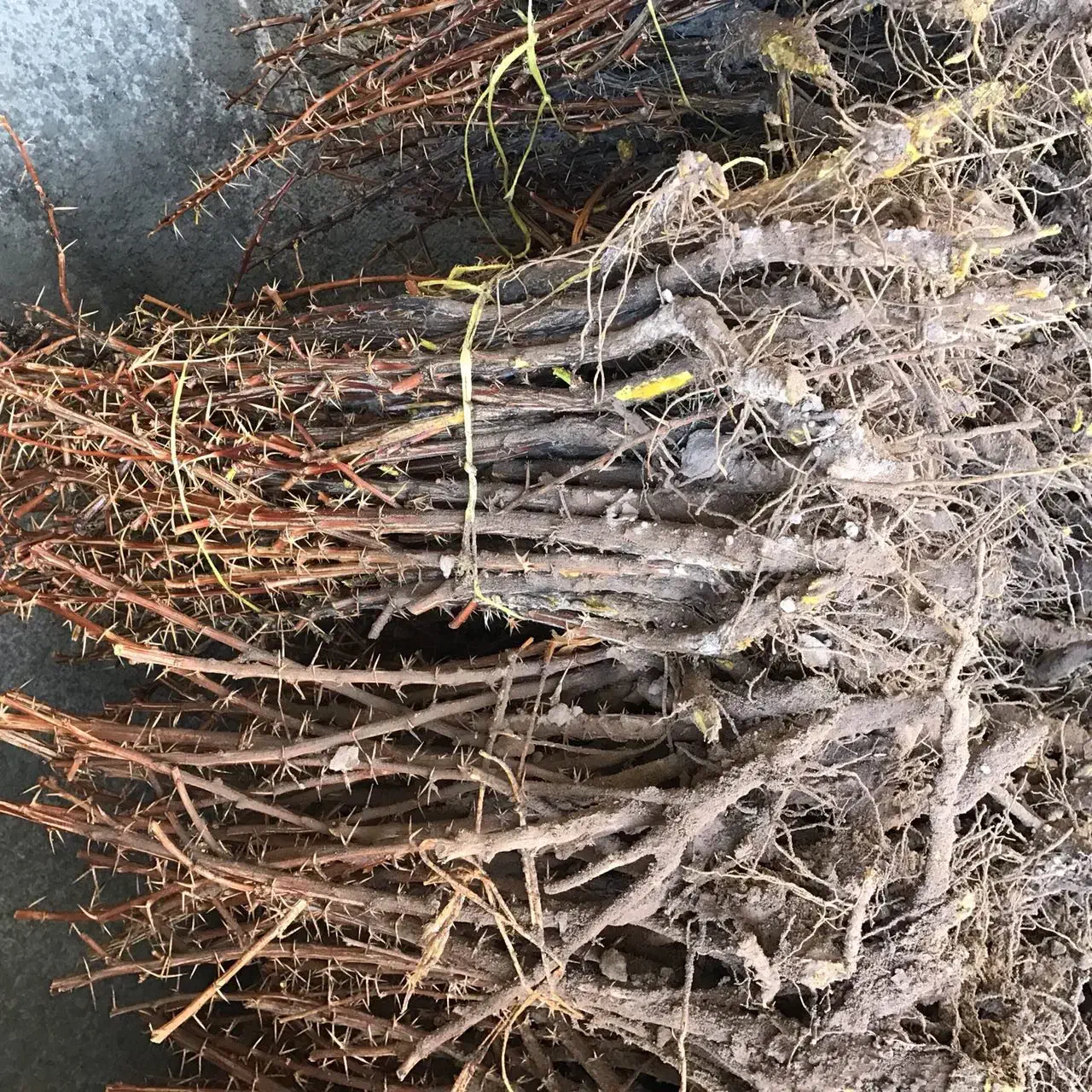 نهال زرشک خریداریم|خدمات باغبانی و درختکاری|قائن, |دیوار