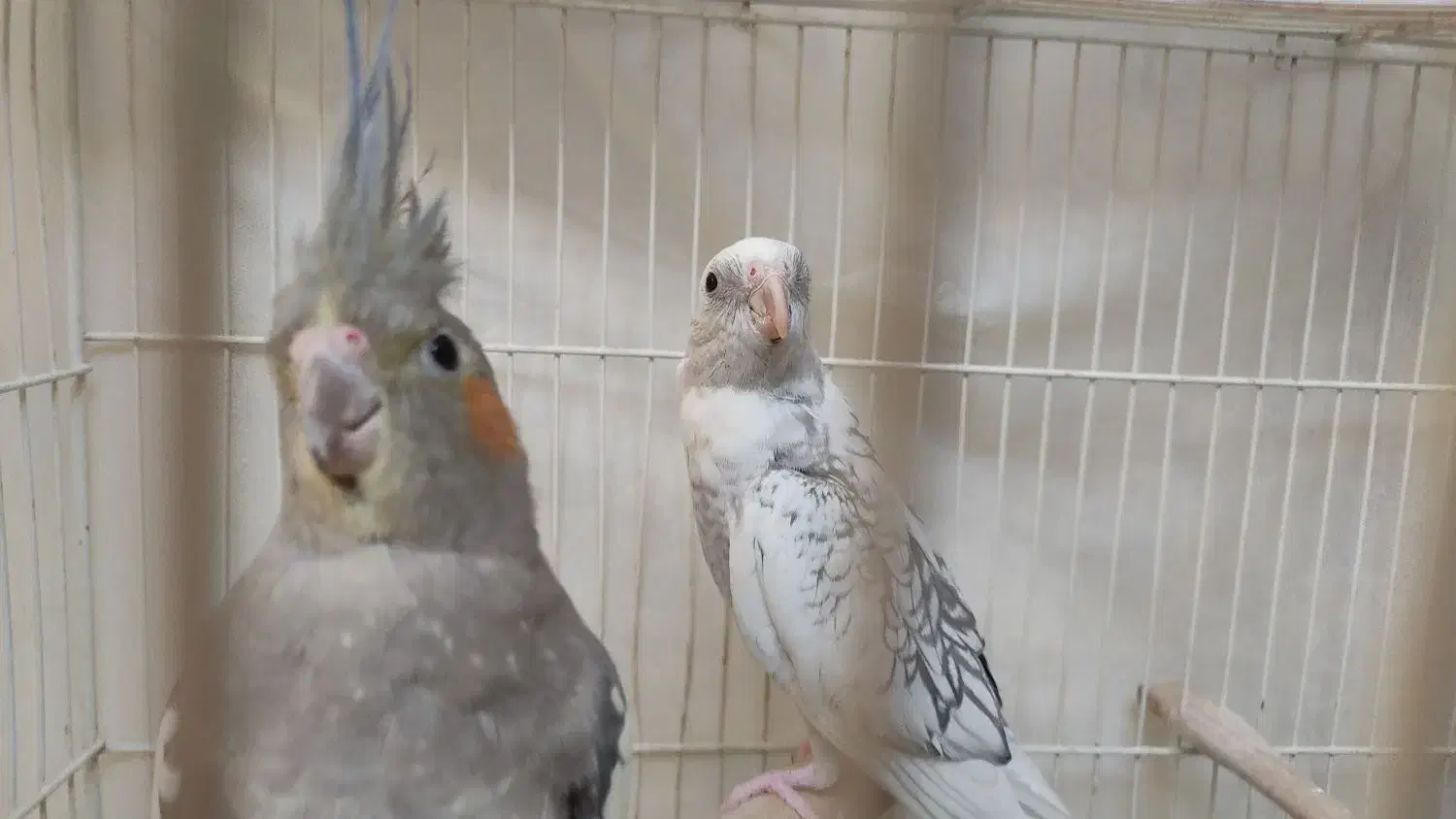 دو عدد عروس هلندی البینو(مرواریدی) و گل باقالی|پرنده|بیرجند, |دیوار