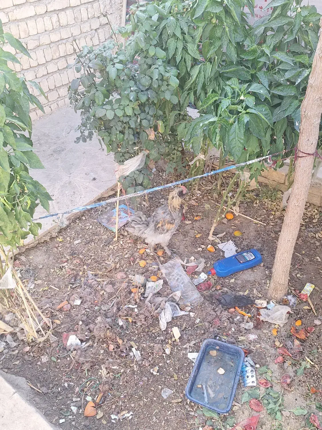 مرغ و خروس|حیوانات مزرعه|اصفهان, شهرک صنعتی امیرکبیر (شاپور جدید)|دیوار