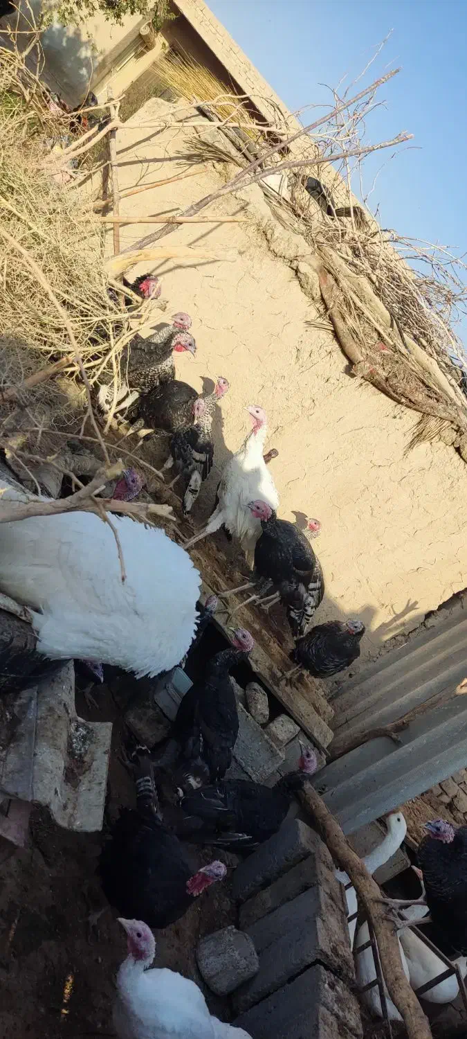 بوقلمون|حیوانات مزرعه|هامون, |دیوار