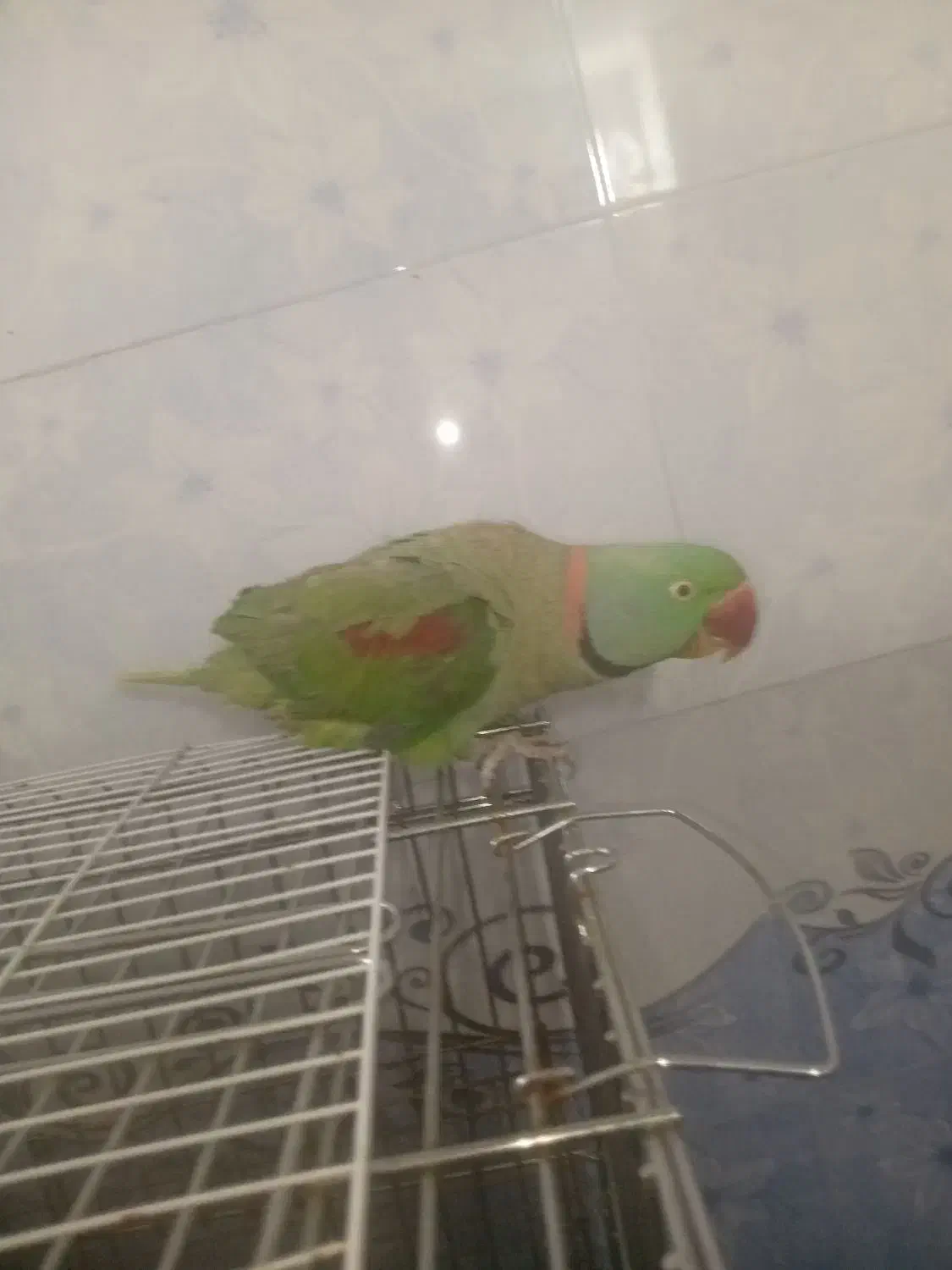 شاه طوطی نر بالغ|پرنده|ملارد, |دیوار