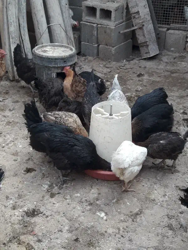 مرغ محلی تخم گذار|حیوانات مزرعه|کربال, |دیوار