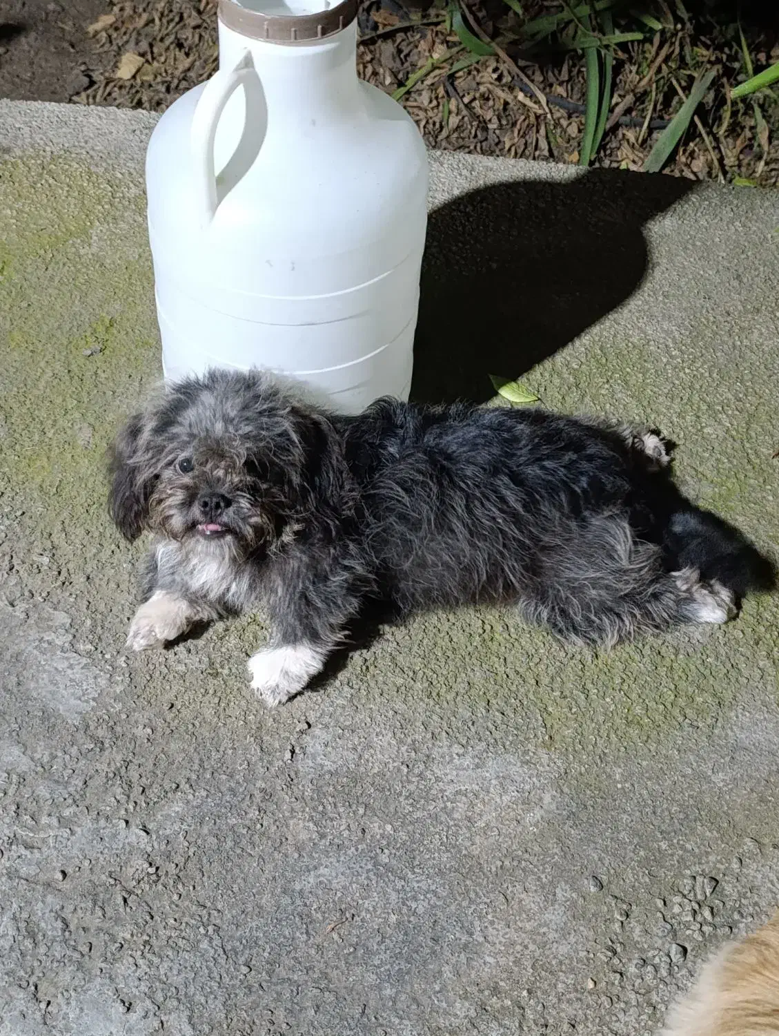 شیتزو|سگ|فاضل آباد, |دیوار