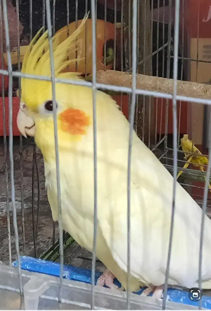 عروس هلندی ۵ ماهه|پرنده|جهرم, |دیوار