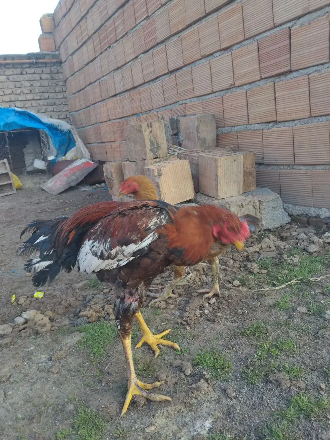 لاری|حیوانات مزرعه|آق قلا, |دیوار