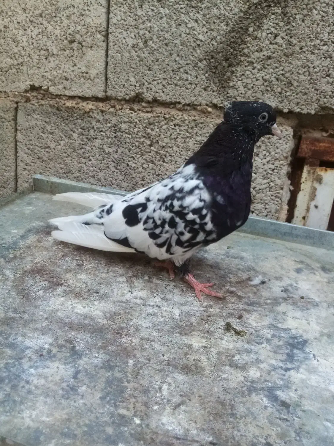 توقی کله سیاه|پرنده|اهواز, رسالت|دیوار