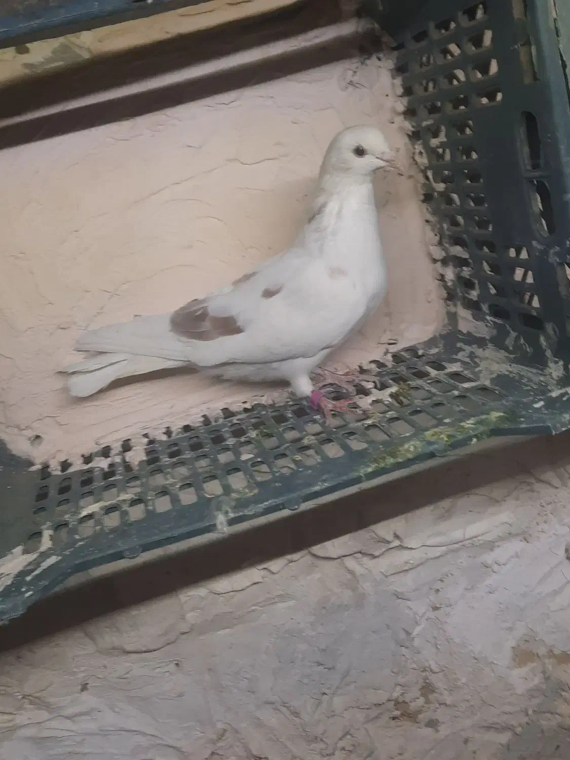 کبوتر پرشی|پرنده|قم, دروازه ری|دیوار