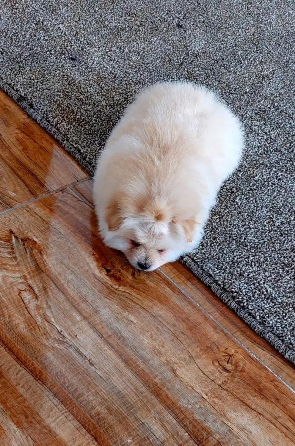 سگ آپارتمانی پامرانین|سگ|مراغه, |دیوار