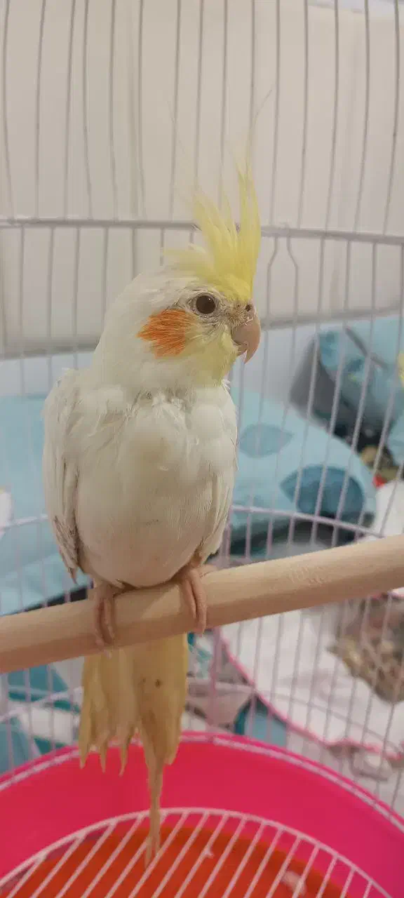 عروس هلندی|پرنده|خورموج, |دیوار