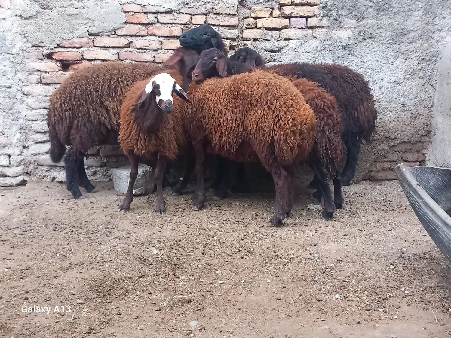 ۶عدد بره ماده جنس قزل افشار درجه یک فوری|حیوانات مزرعه|سیجوال, |دیوار