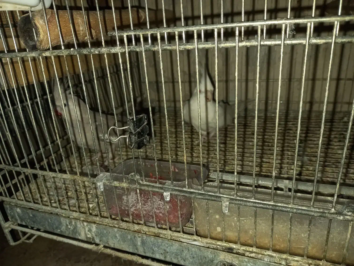 فروش عروس هلندی بالغ و جفت مولد|پرنده|هشتگرد, مدرس|دیوار