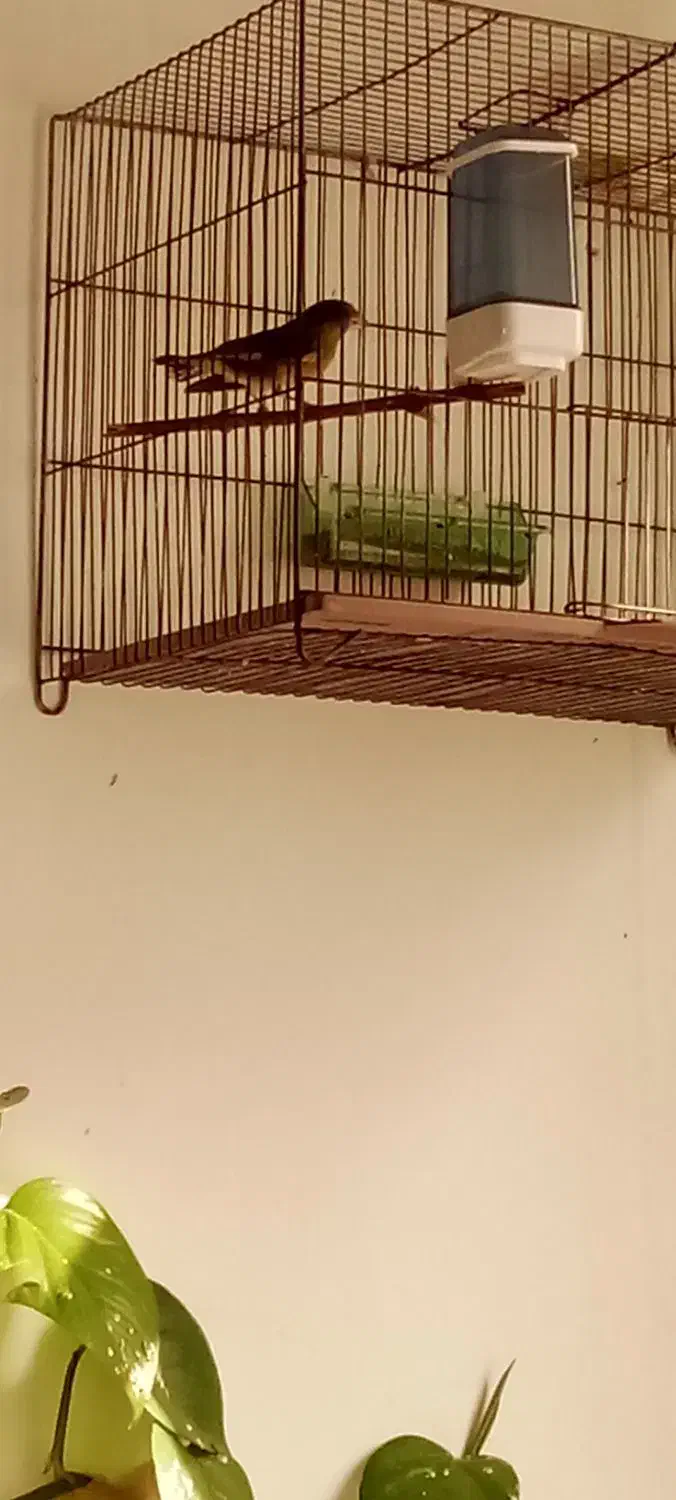 پرند|پرنده|ملایر, |دیوار