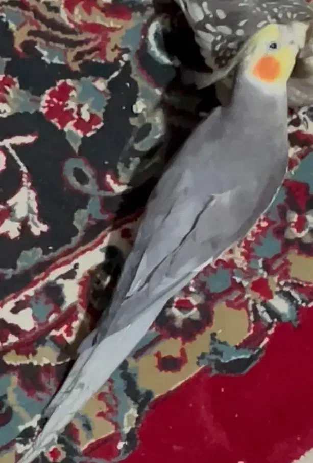 گمشده عروس هلندی|حیوانات|تربت‌حیدریه, حسنی بالا|دیوار