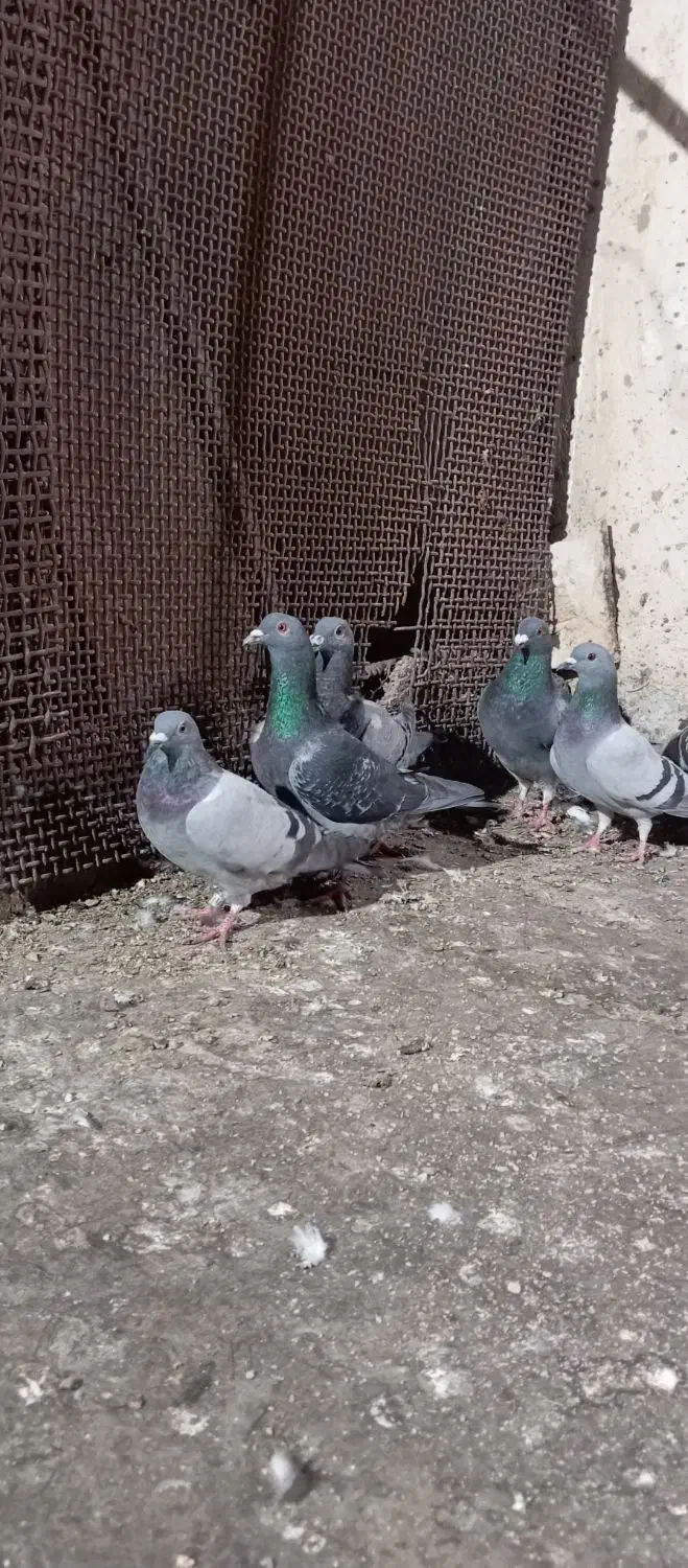 کبوتر|پرنده|رضویه, |دیوار