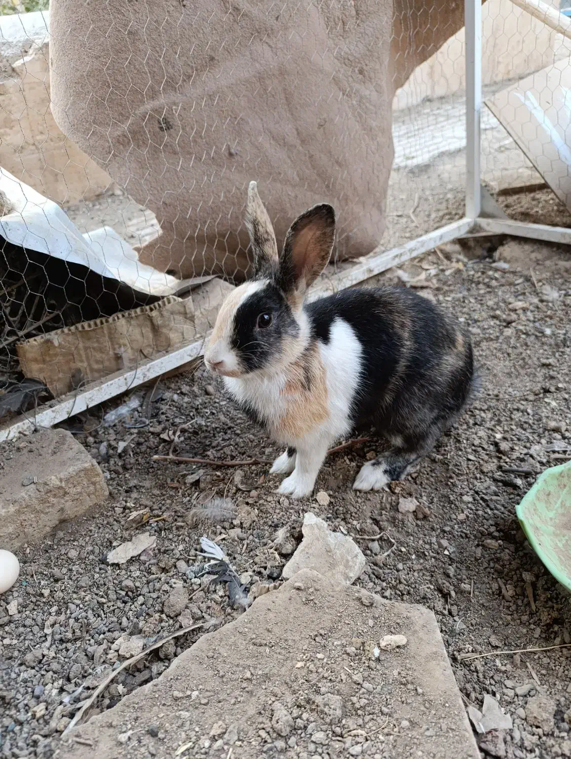 خرگوش سرحال ۱۲۰۰۰ تومان|موش و خرگوش|سبزوار, قصبه شرقی|دیوار