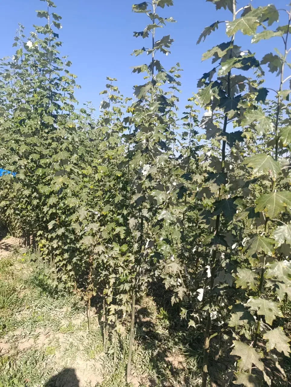 تضمیــن باردهی نهـال|خدمات باغبانی و درختکاری|رشت, پل تالشان|دیوار