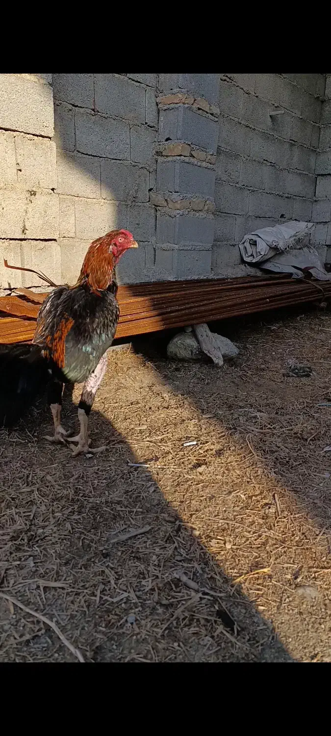 خروس لاری افغان|حیوانات مزرعه|گمیشان, |دیوار