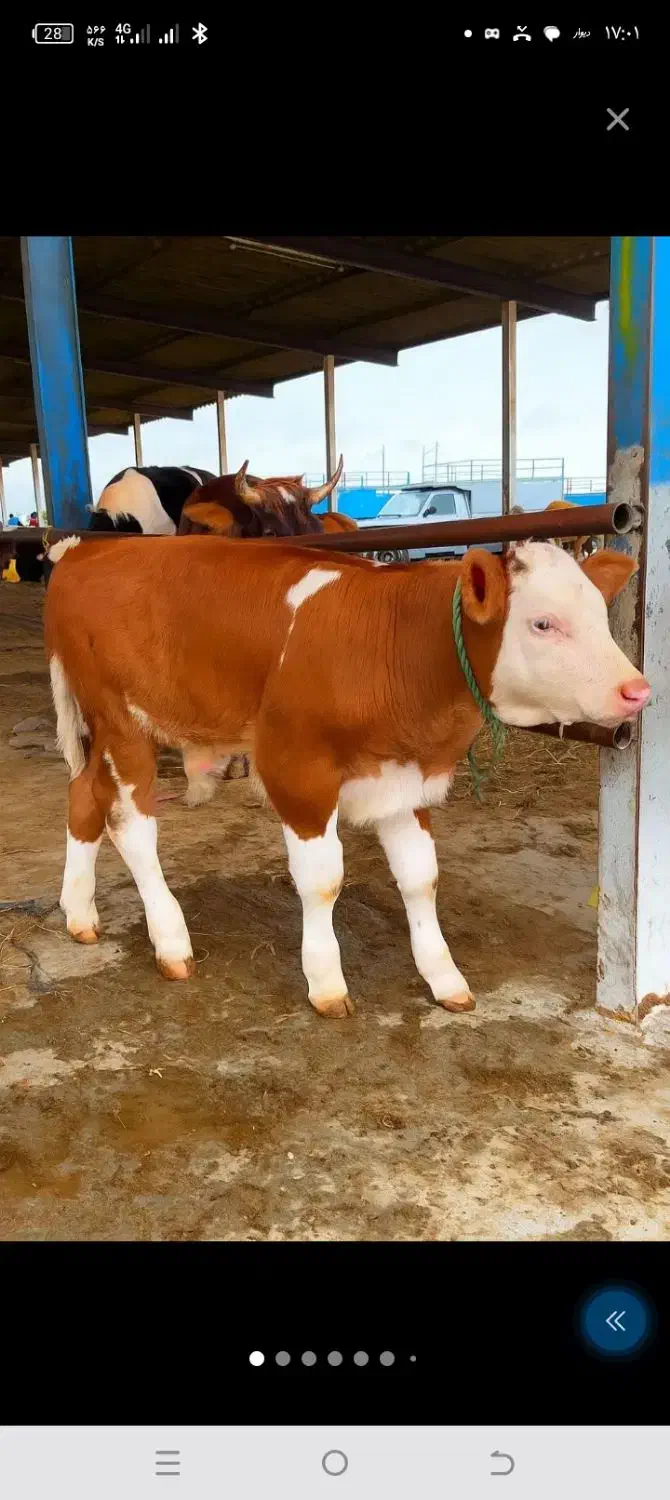 گوساله های درجه یک|حیوانات مزرعه|نیشابور, دارایی|دیوار
