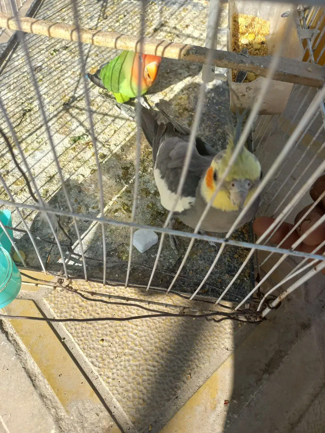 عروس هلندی و کوتوله سخنگو|پرنده|زاهدان, |دیوار