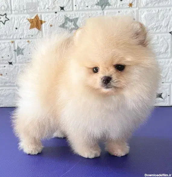 پامرانین و پودل اصیل و عروسکی|سگ|اصفهان, سیچان|دیوار