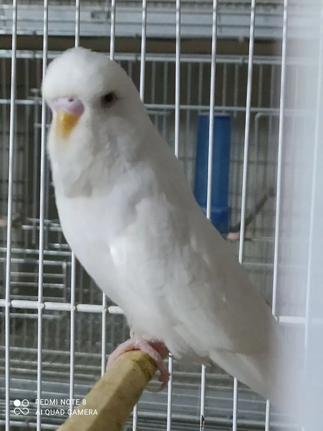 مرغ عشق نر انگلیسی چشم فالو|پرنده|زاهدان, |دیوار