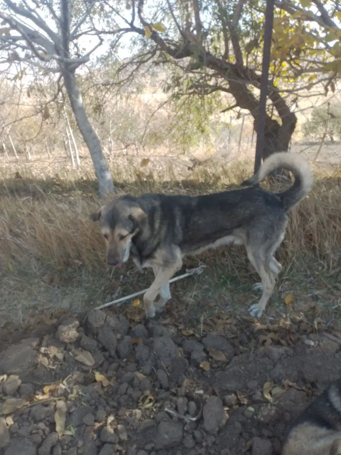 واگذاری سگ|سگ|شازند, |دیوار