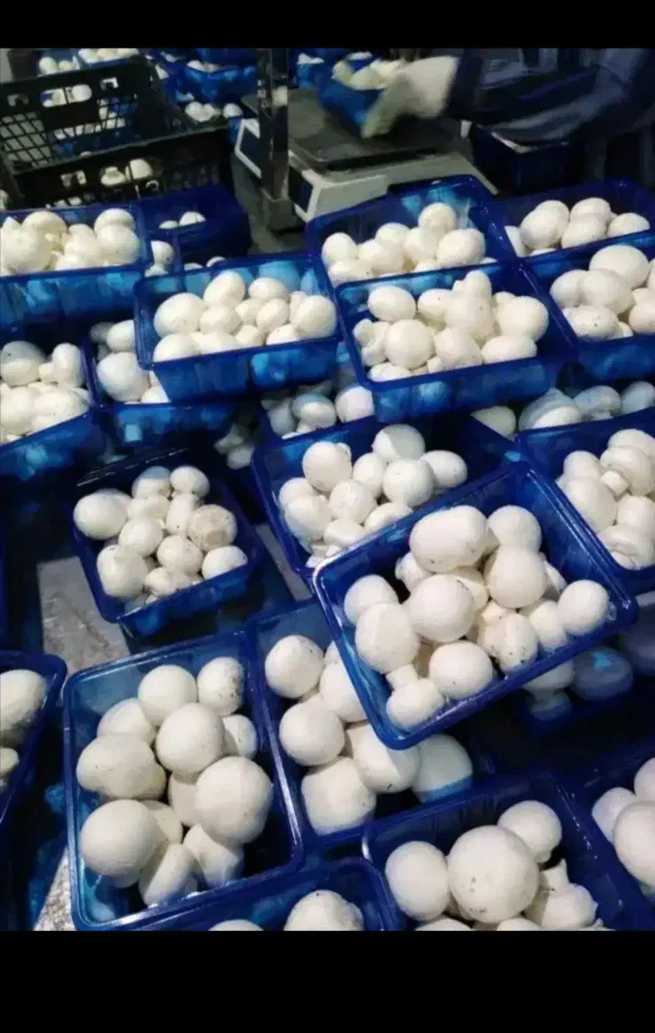 قارچ درجه1به شرط|عمدهفروشی|قم, شهرک طالقانی|دیوار