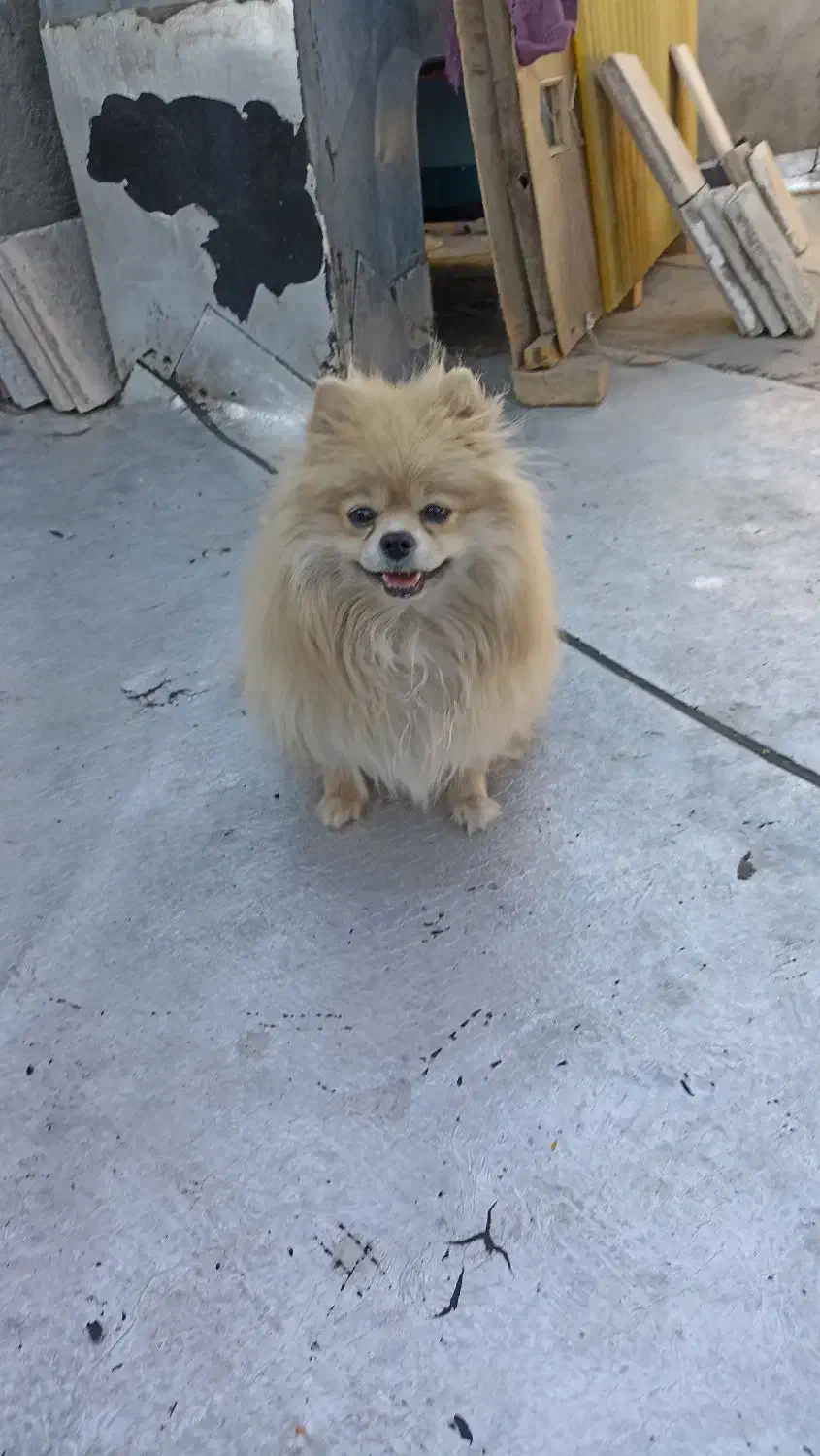 پامر خرسی ماده|سگ|سبزوار, چهارراه فرودگاه|دیوار