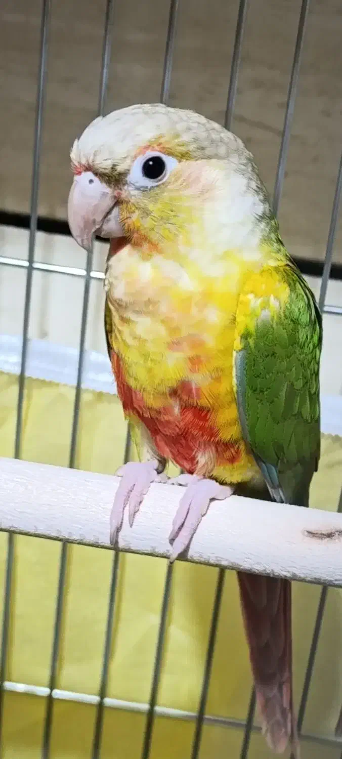 گرینچیک آناناسی|پرنده|هندیجان, |دیوار