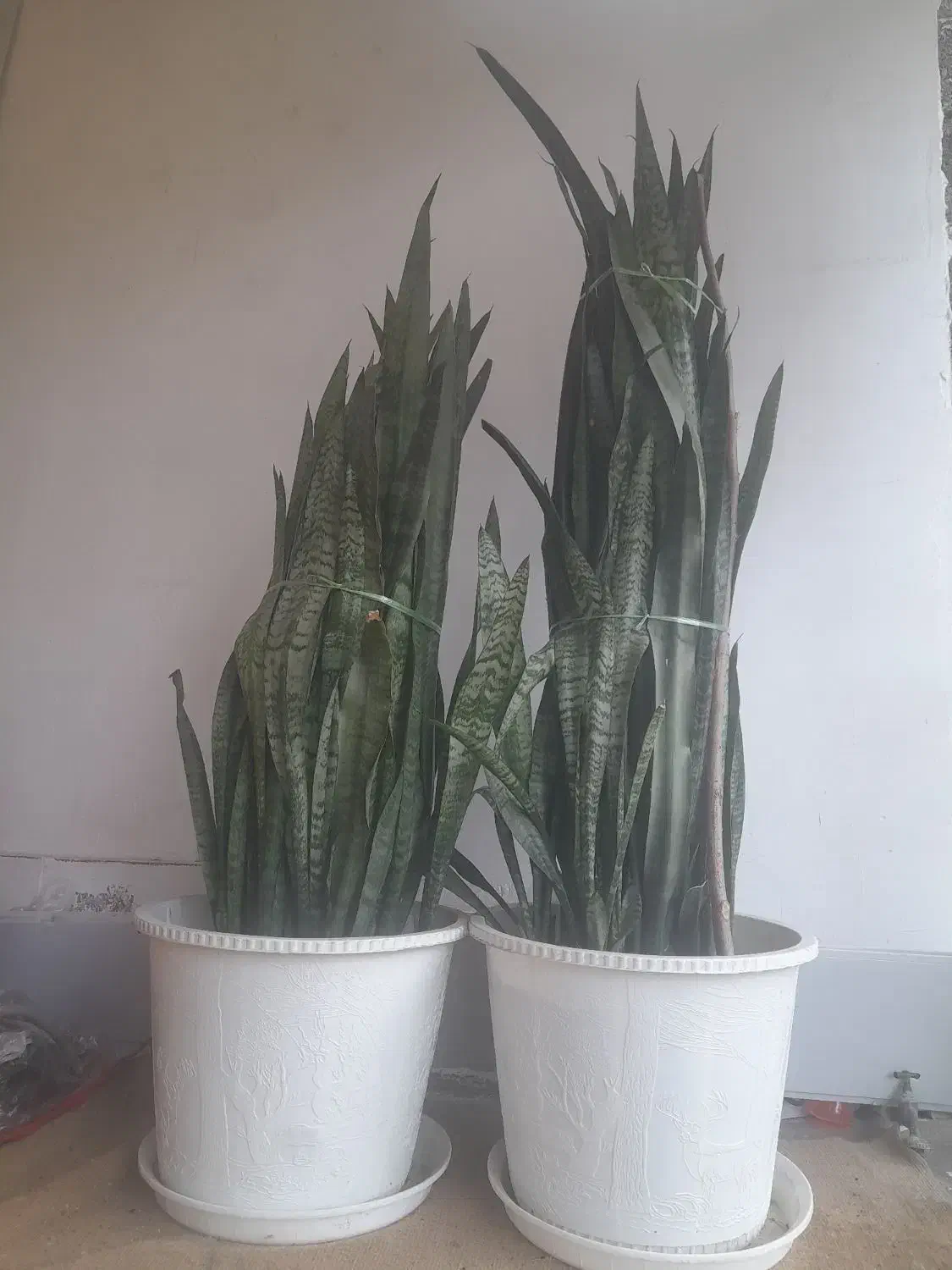 گل سانسوریا|گل و گیاه طبیعی|سنگر, |دیوار