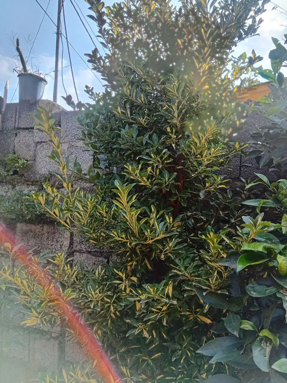 فروش گل شمشادی و گل یوکا|گل و گیاه طبیعی|شلمان, |دیوار