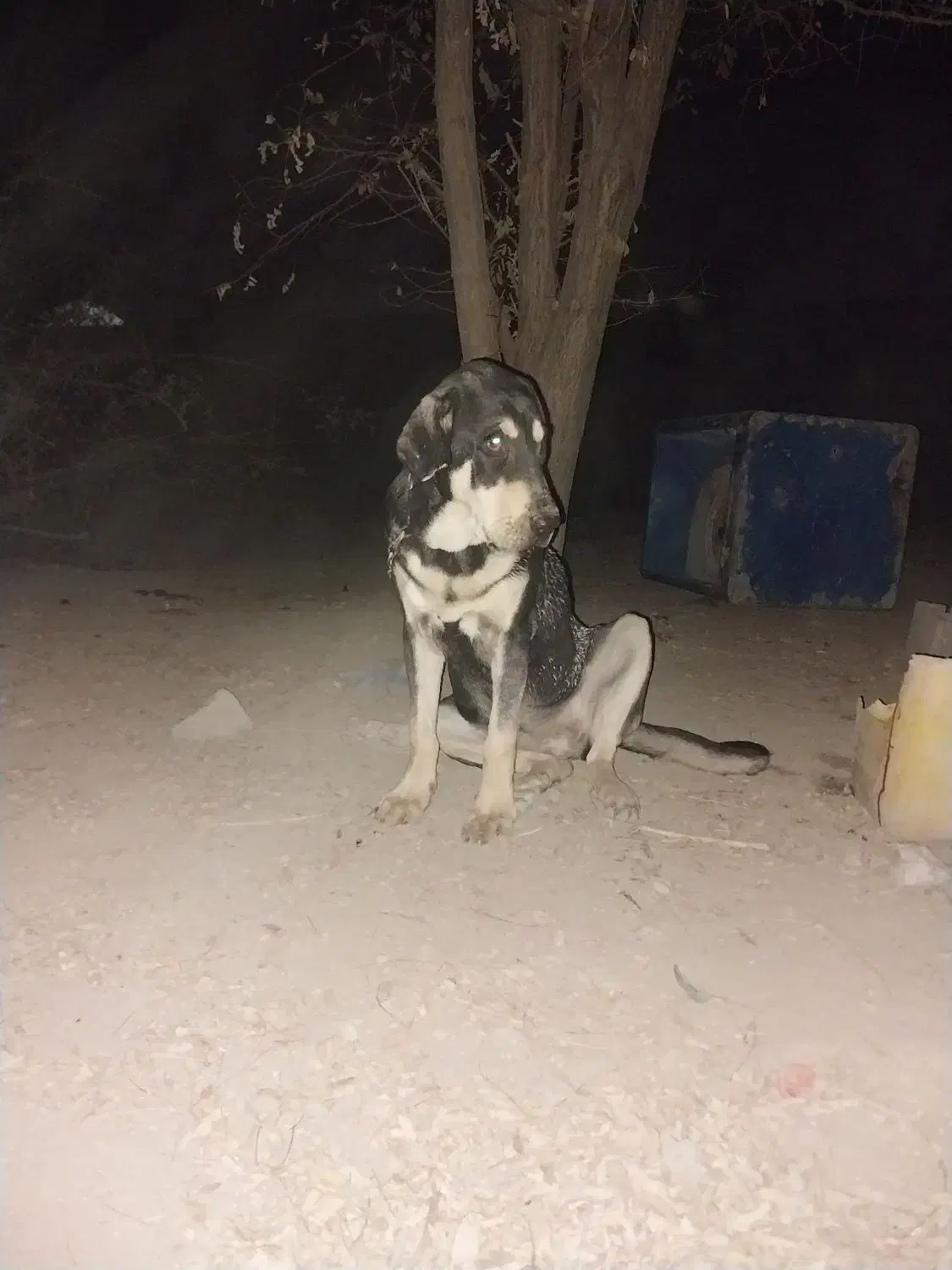 پژدر اصل با رنگ خاص و شجره|سگ|کرج, لشکر ده سید الشهدا|دیوار