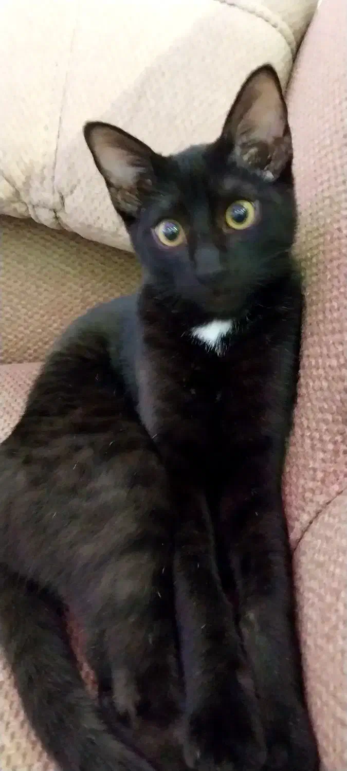 واگذاری فلفل|گربه|رشت, حمیدیان|دیوار