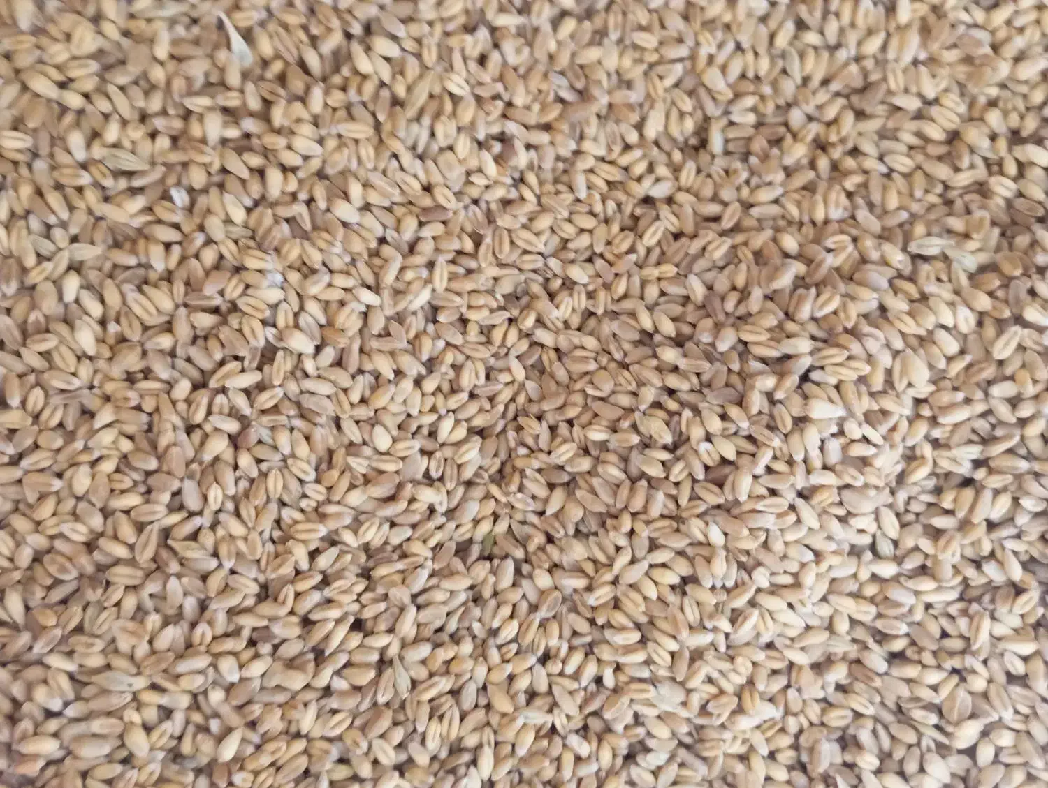 گندم بذری پیشگام|عمده‌فروشی|گنبد کاووس, |دیوار