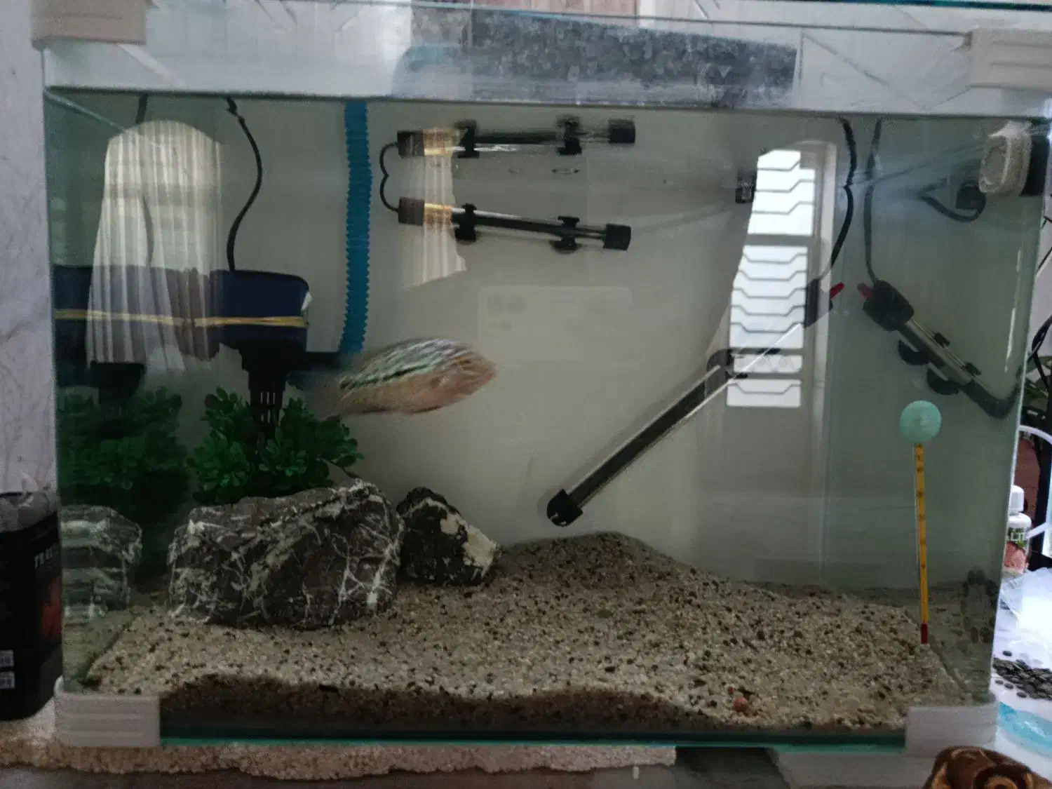 ماهی فلاور|ماهی|نیریز, |دیوار