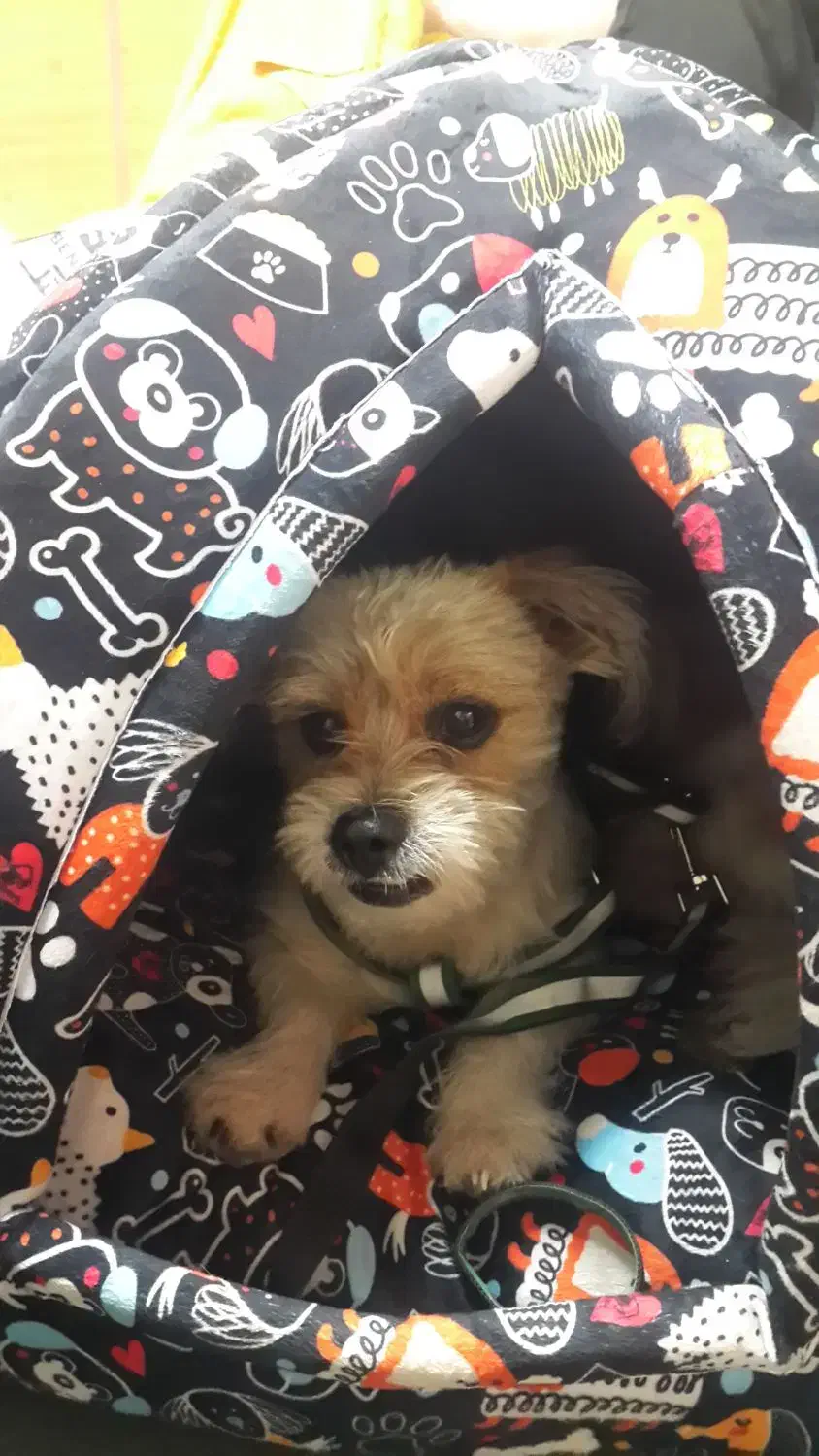 سگ گمشده شیتزو|حیوانات|قدس, شهر‌قدس|دیوار