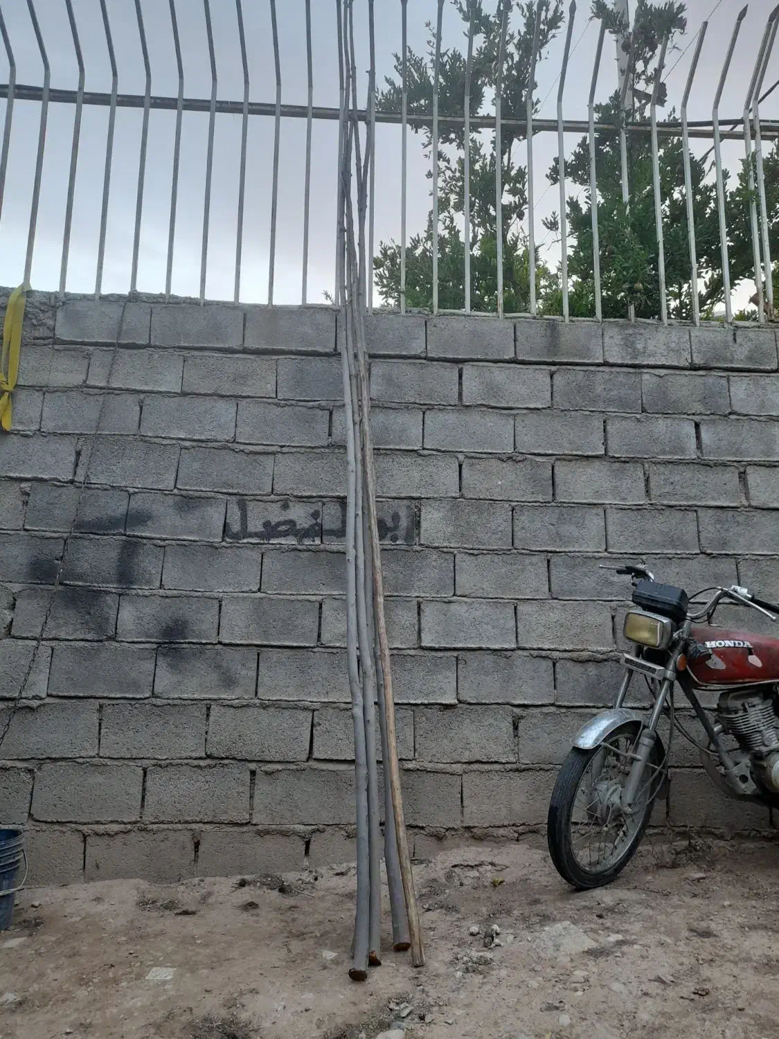 چوب گردو تکونی یا مته گردو تکونی|گل و گیاه طبیعی|شیراز, فرهنگ شهر|دیوار