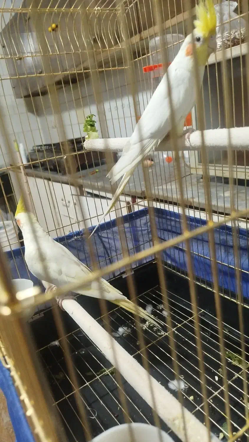 عروس هلندی|پرنده|زارچ, |دیوار