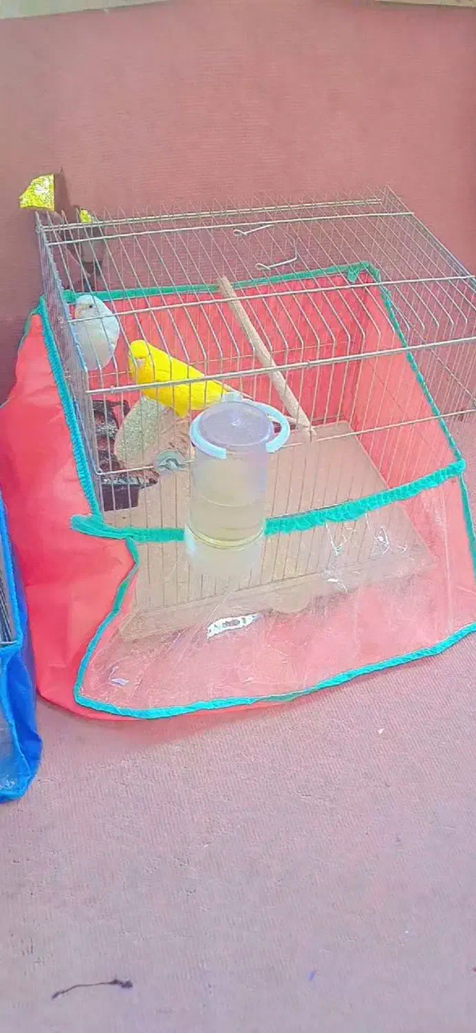 مرغ عشق|پرنده|اصفهان, شاهد|دیوار